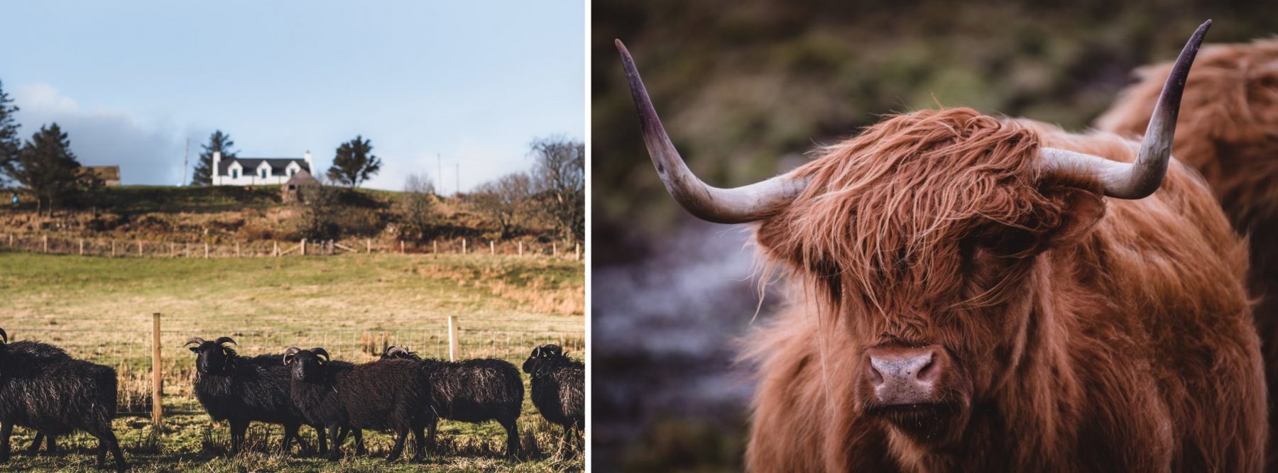 Meet our Hebridean sheep, brought to these parts we think by Norsemen centuries ago. Our neighbours. Highland Cattle are the quiet unassuming giants around these parts.
