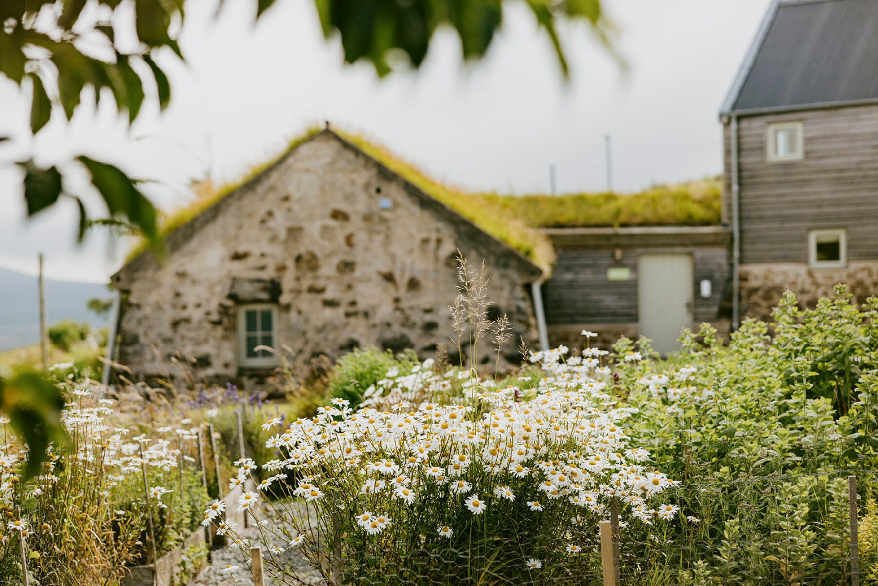 A croft house garden at Mint Croft, Isle of Skye. Herbs and Oxeye daisies in the cottage garden with historic, grass roofed blackhouse cottage behind. A bright early summer day.