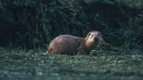 This is one of the best places in Britain to spot otters and other marine mammals.